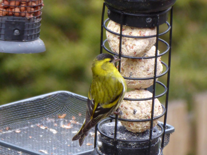 Siskin