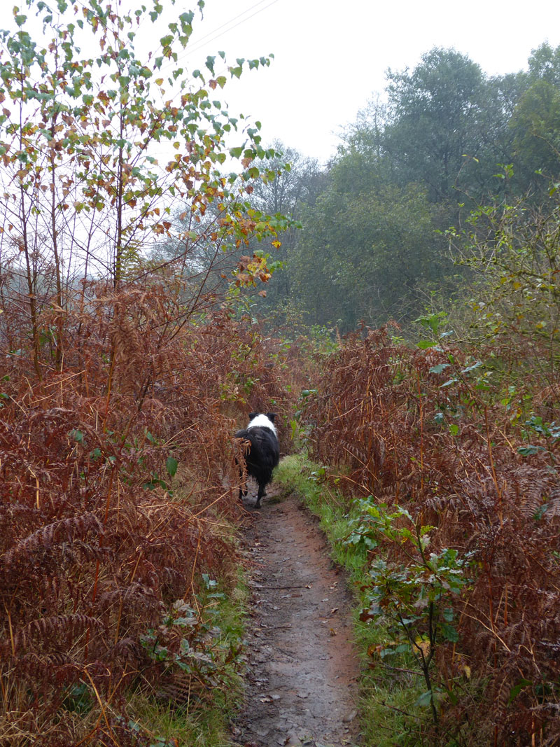 Salford Trail