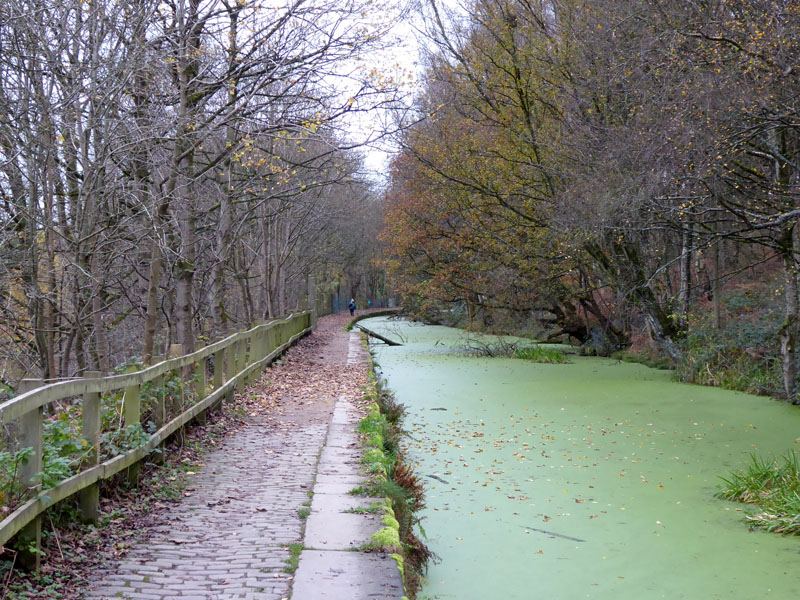 Canal in green
