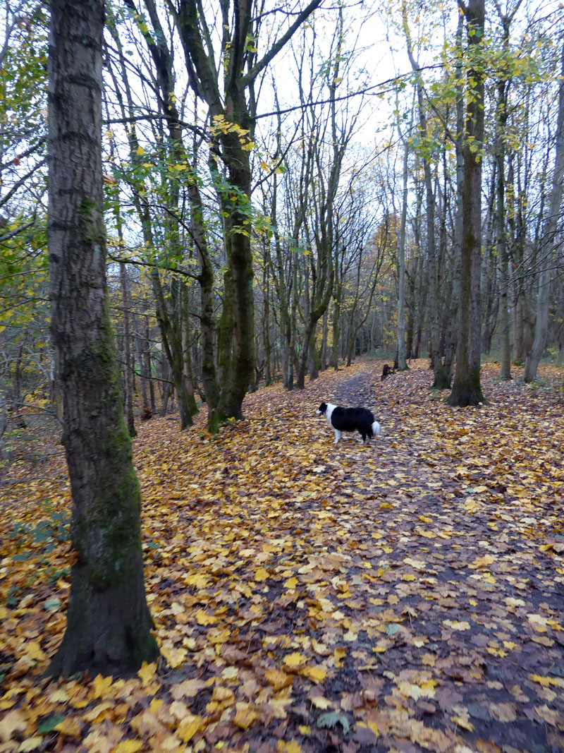 Moses Gate Country Park