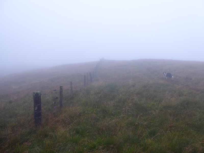 The Fence