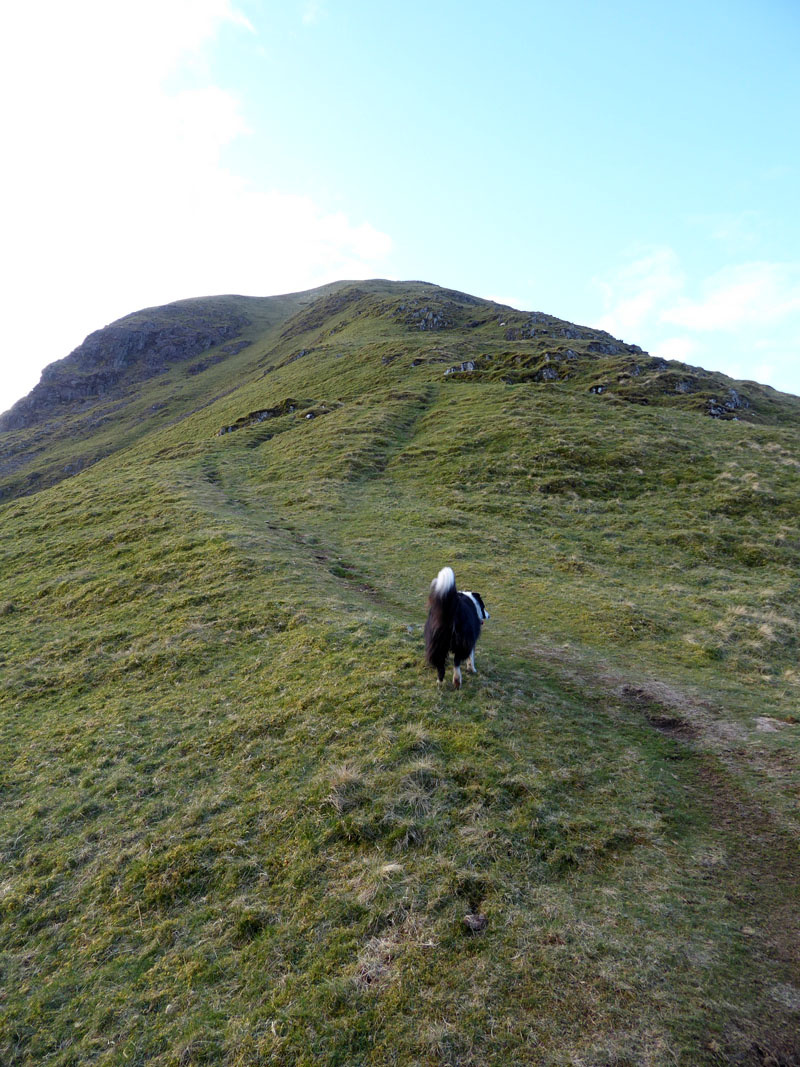 Up Harstop Dodd