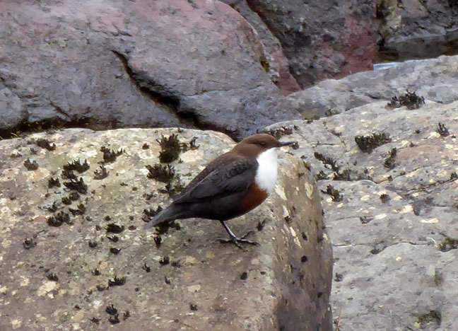 Dipper
