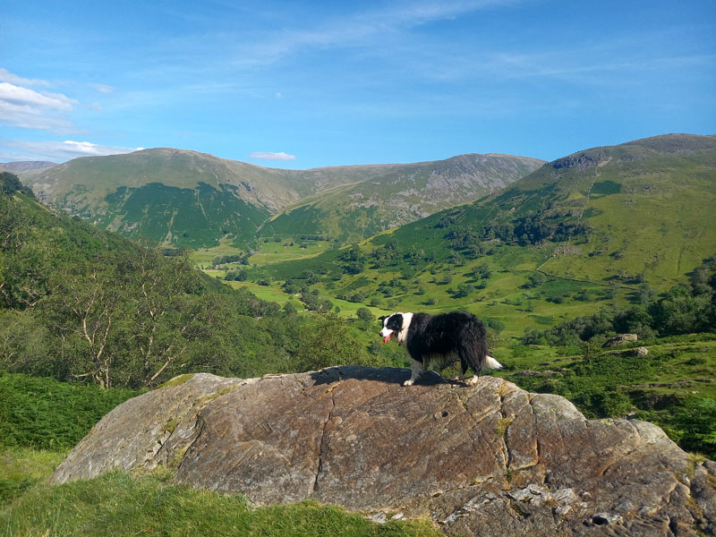 Molly Dovedale