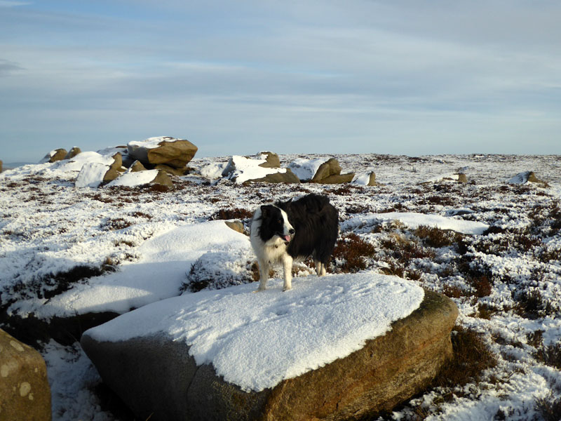 Molly on Boulsworth