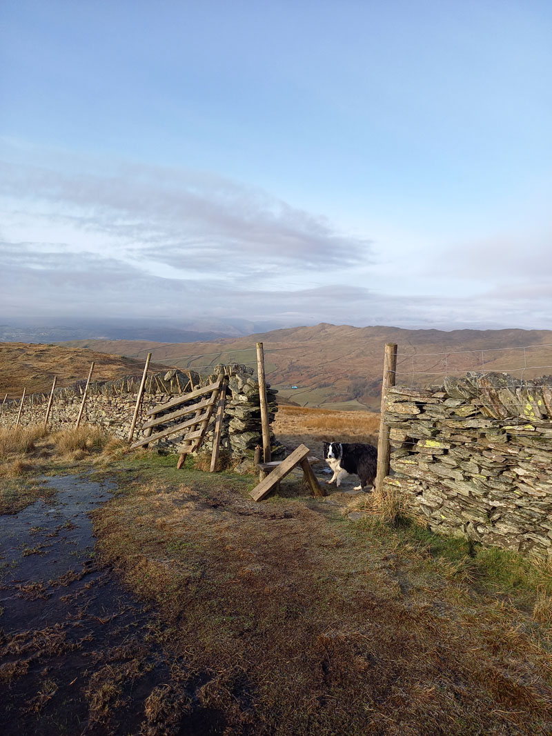 Moor Head