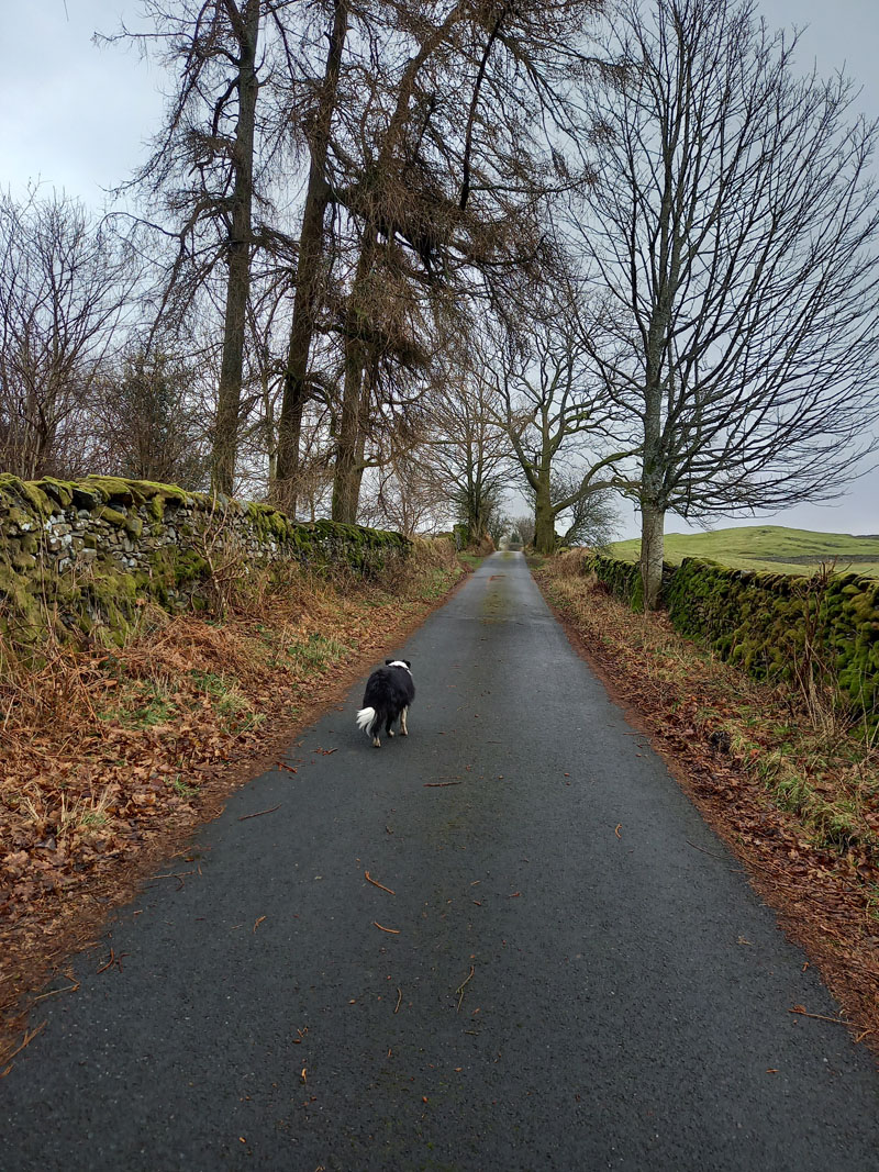 Borrans Lane