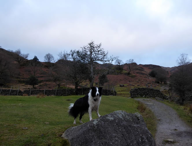 Molly in Easedale