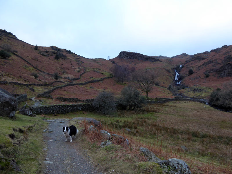 Sourmilk gill