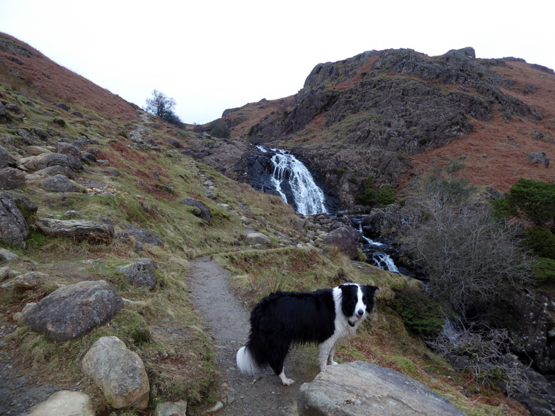 Sourmilk gill