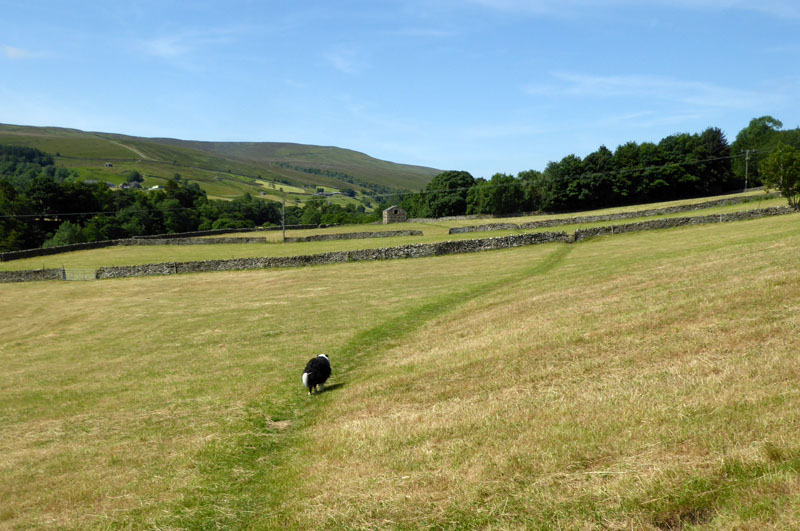 Even More Meadows