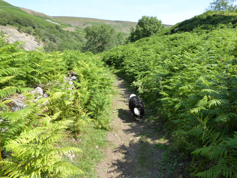 Keld Woods