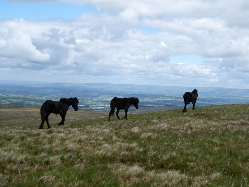 Fell Ponies