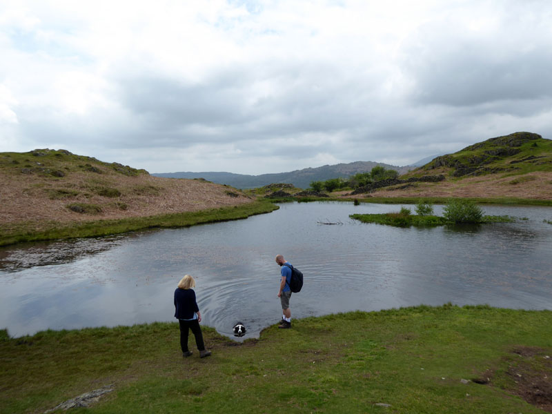 Lily Tarn