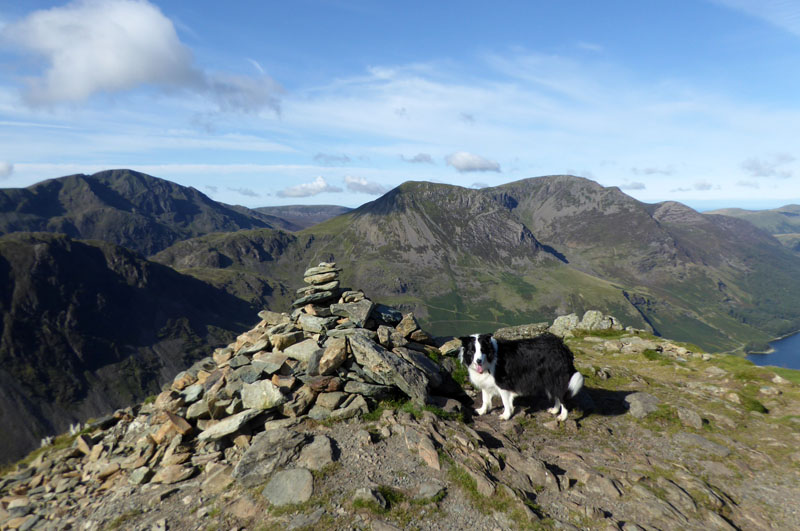 Molly on top of Fleetwith Pike