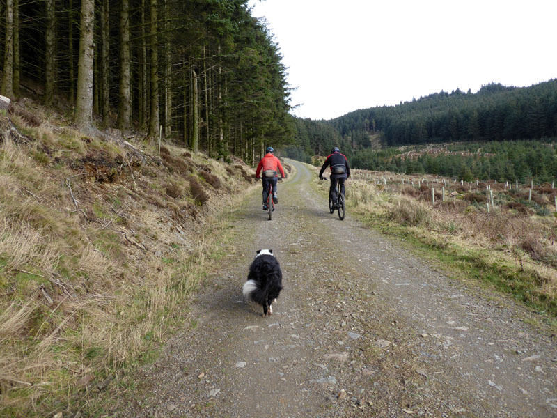 Whinlatter Tracks