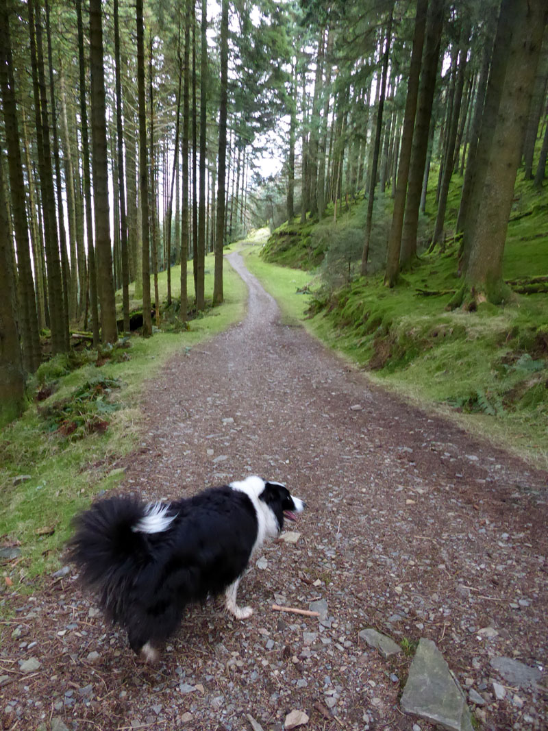 Forest Tracks