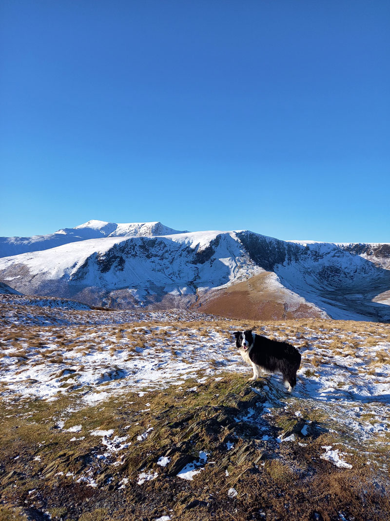 Molly on top of Souther Fell