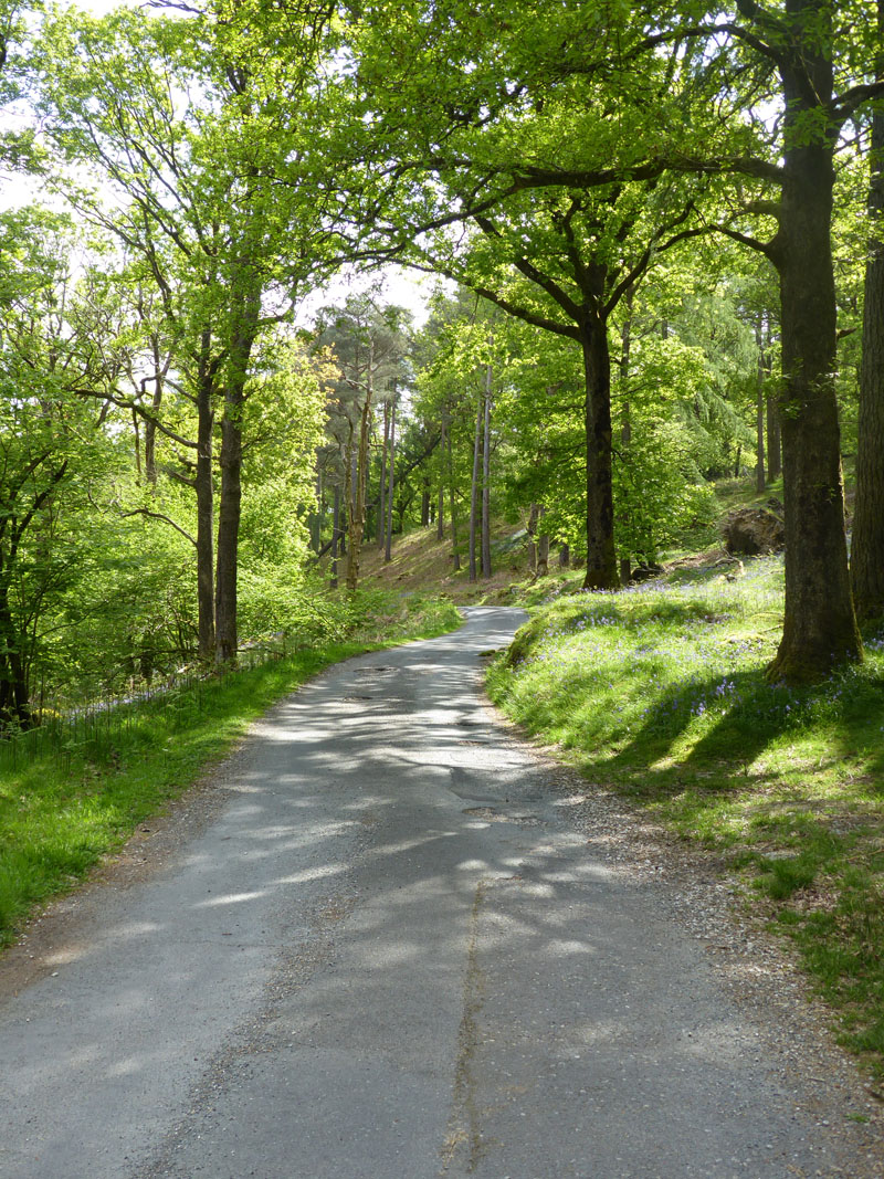 Baysbrown Wood