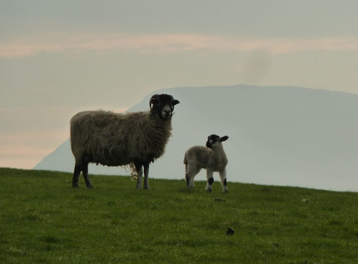 Ingleborough