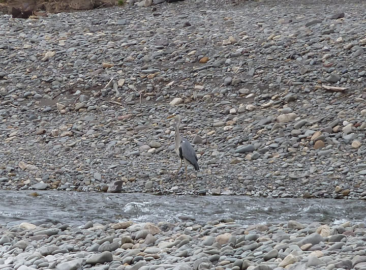 Heron