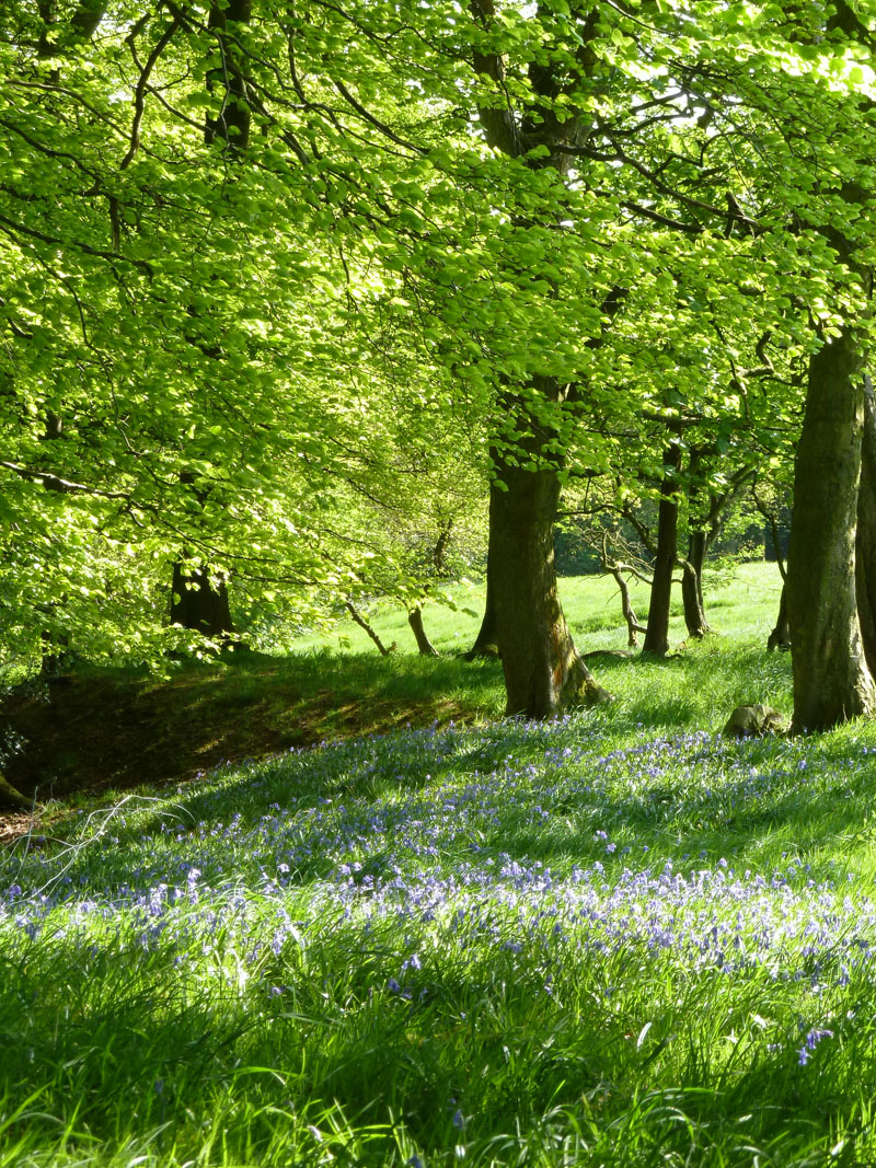 Bluebells