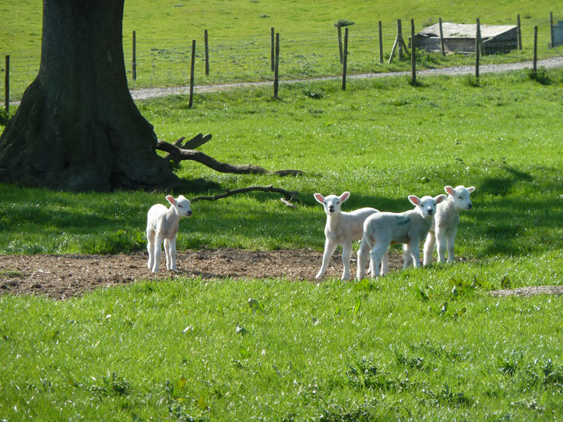 Lambs