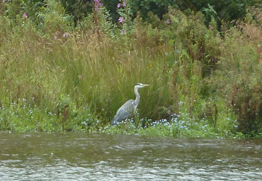 Heron