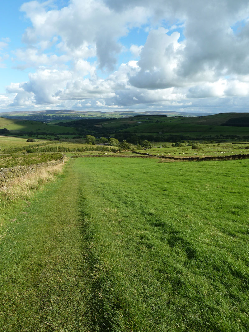 Barley Fields