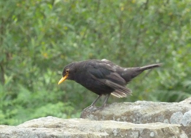 Blackbird