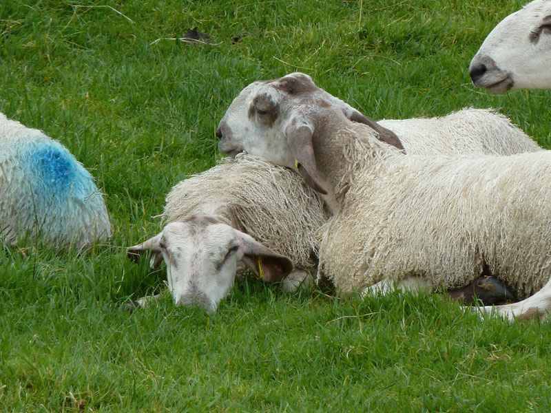 Sheep