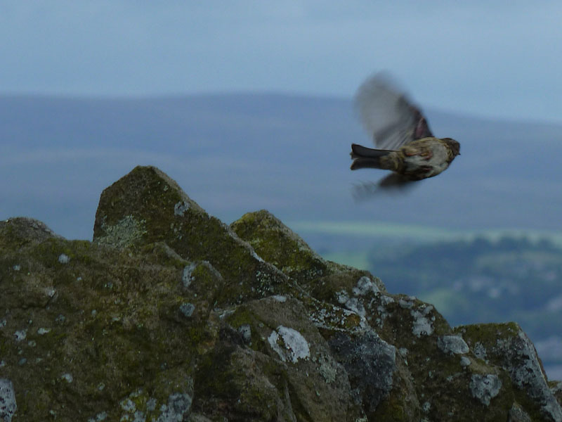 Bird takes off