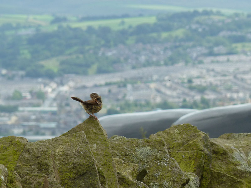 Bird