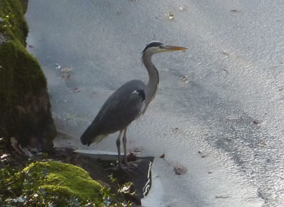 Heron