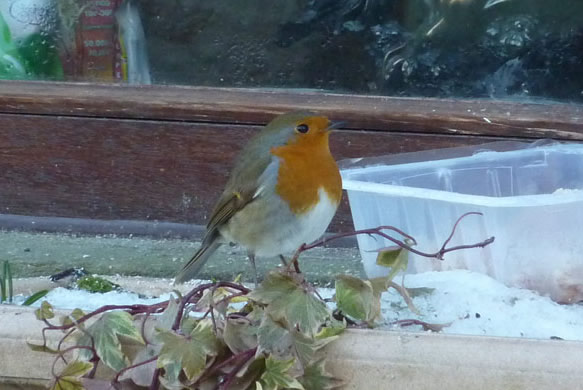 Robin at Wycoller