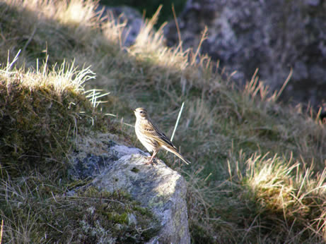 Meadow Pipit Bird