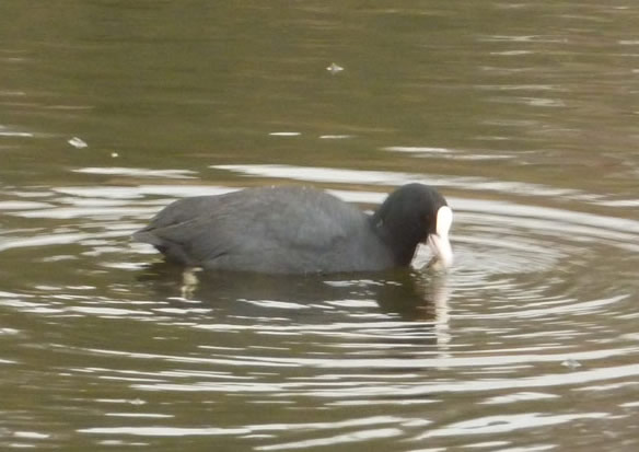 Coot
