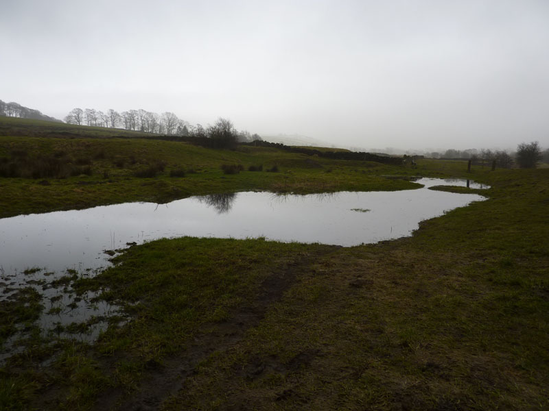 Flooded Fields