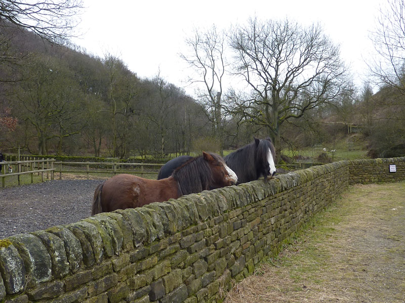 Horses