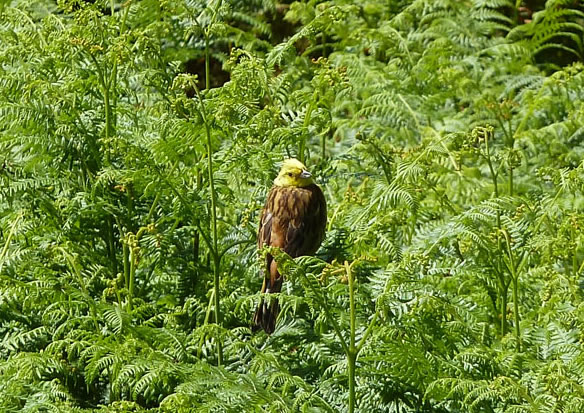 Yellowhammer