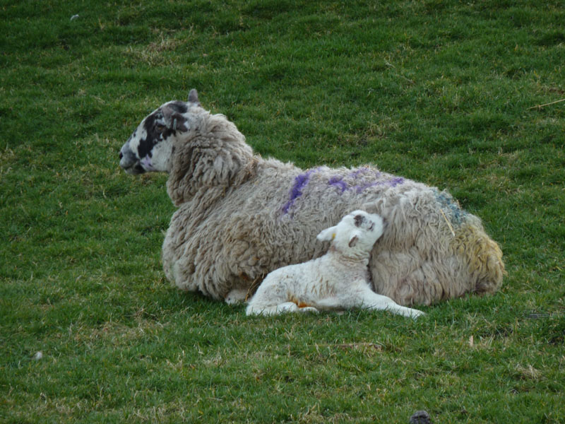 Lamb