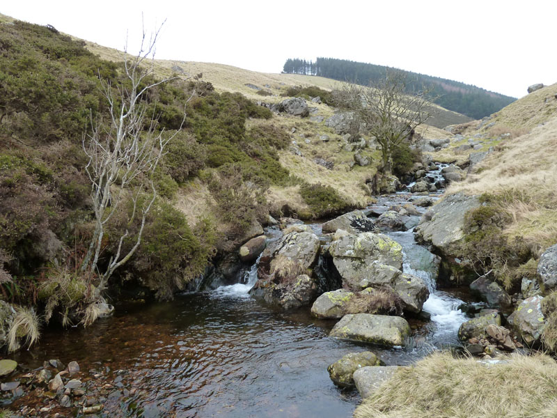 Comb Beck