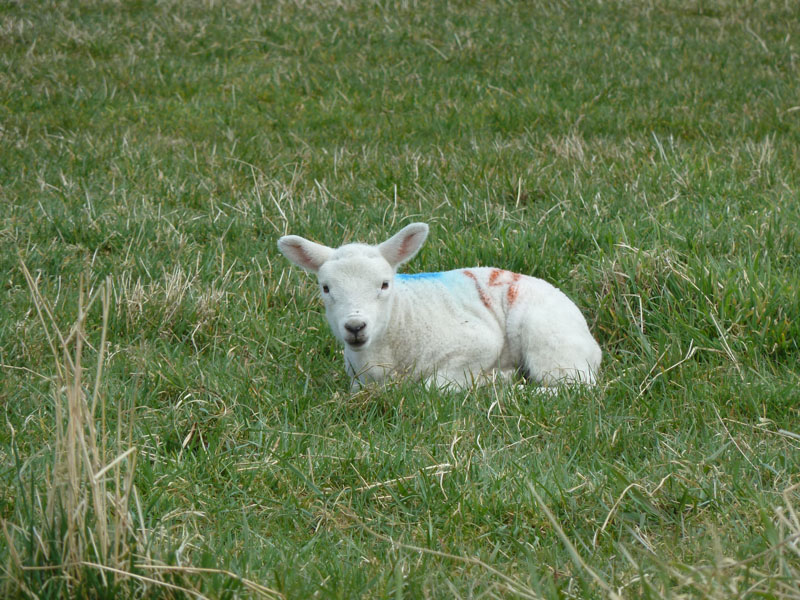 Lamb