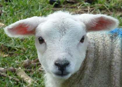 Lamb