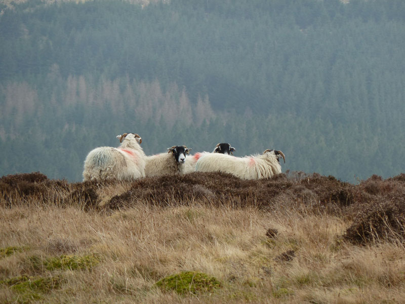 Sheep