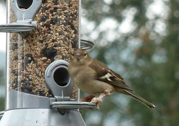Bird