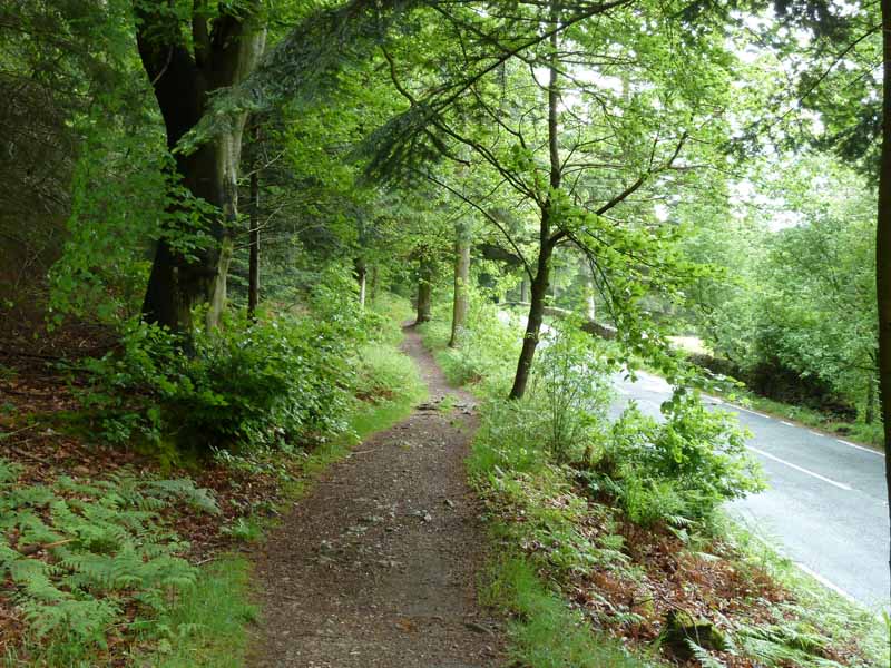 Dodd Wood