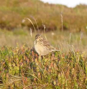 Skylark