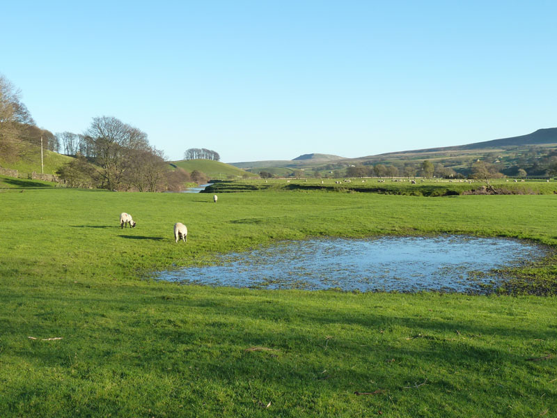 Wensleydale