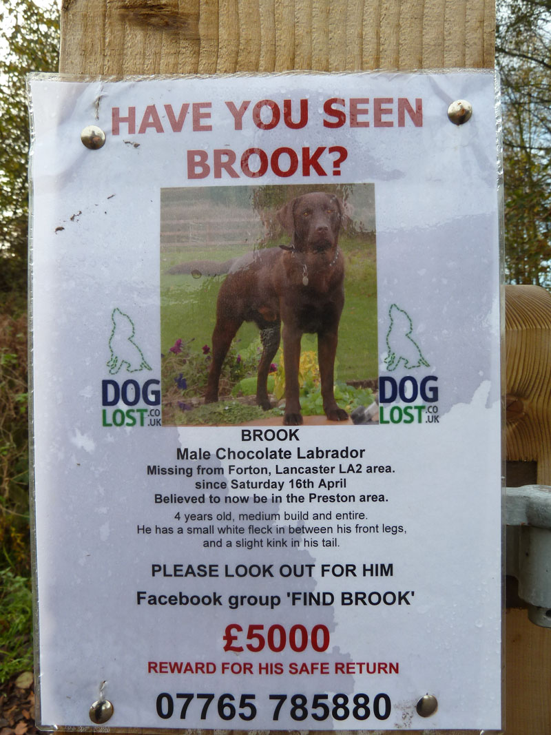 "Find Brook"